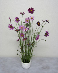 �R�X���X�̃t�����[�A�����W�����g