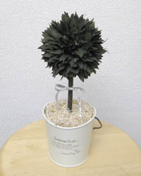 �v���U�[�u�h�t�����[�̃g�s�A���[