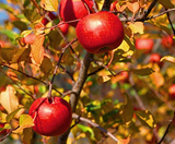 �p�[�\�i���J���[�@�I�[�^��